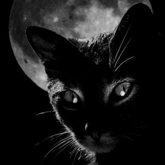 Meet your Posher, Moon - Picture 1 of 1